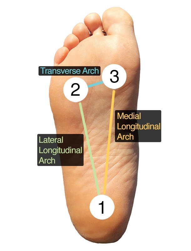 The treatment of fractures . d to the inverted foot-pieceby straps of  adhesive plaster, pads, and side splints (see Fig. 550).A pad is applied to  the sole of the foot, and so